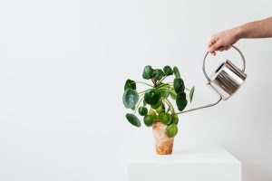 person watering a green plant