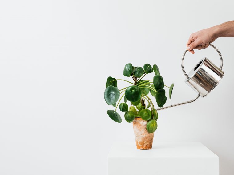 person watering a green plant