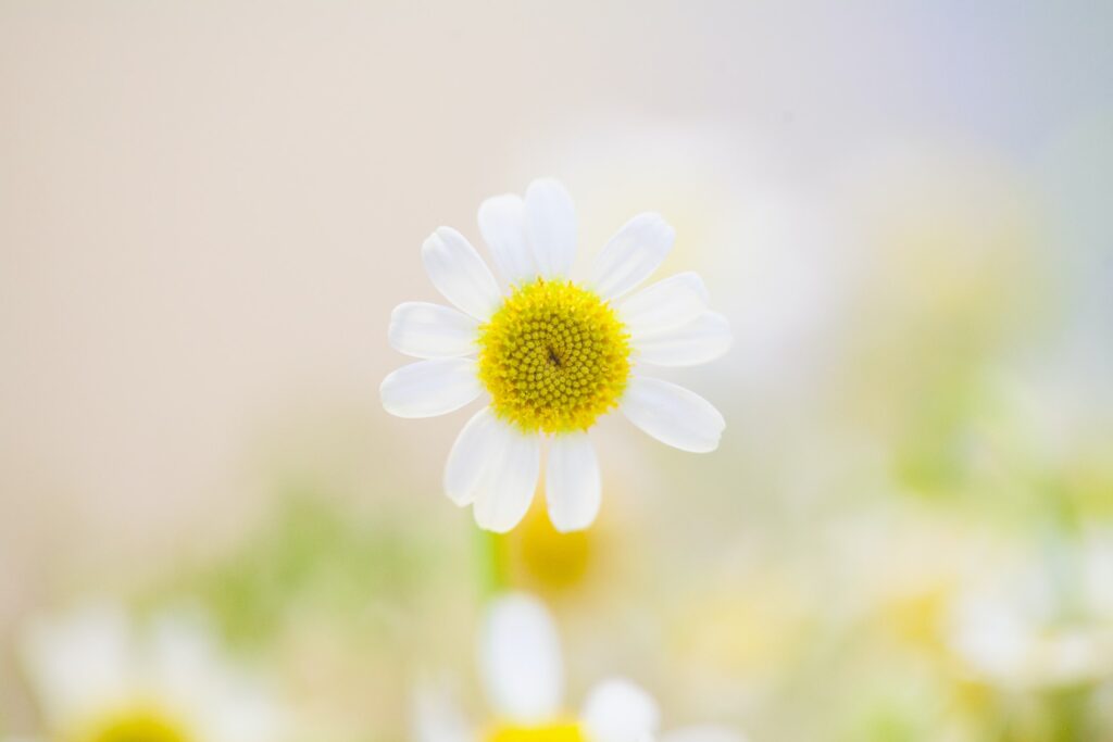 single daisy flower in a meadow