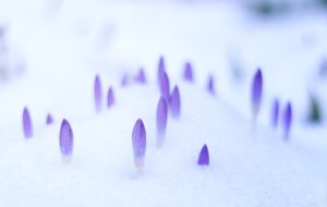 small delicate flowers in the snow