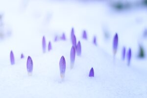 small delicate flowers in the snow